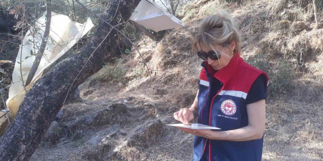 Hasat öncesi zeytin bahçeleri kontrol edildi