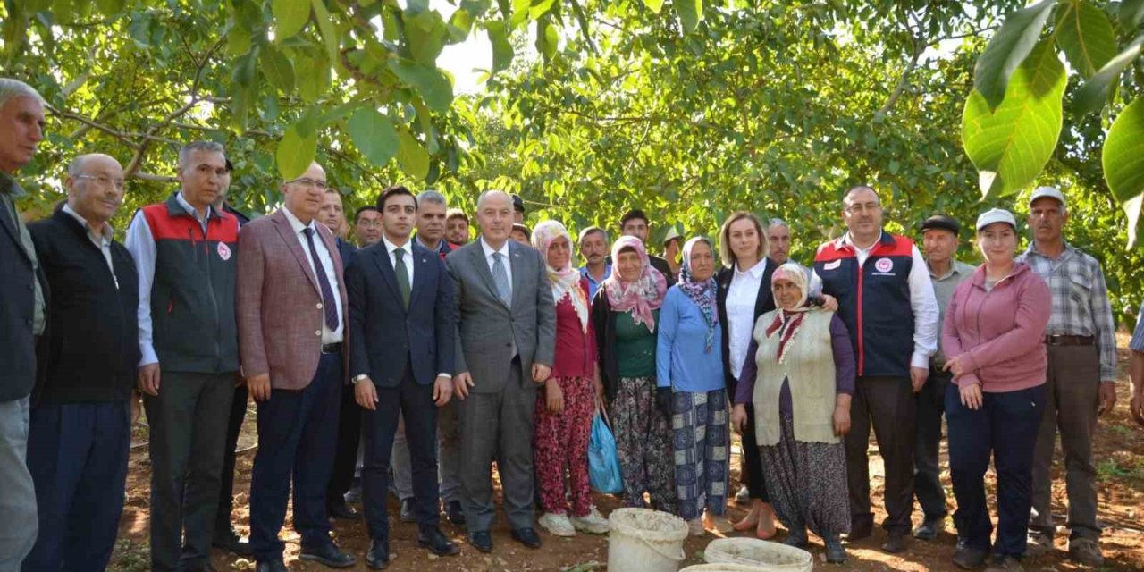 Denizli’nin ceviz üretiminde yüzde 46 artış bekleniyor