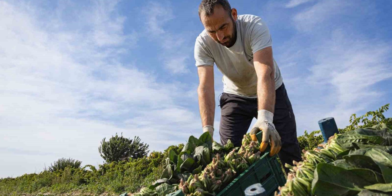 Türkiye’nin ıspanak deposunda hasat heyecanı