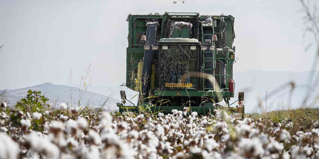 "Beyaz altın" pamukta hasat zamanı