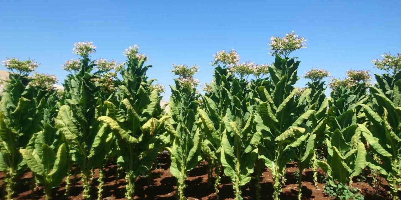 EİB’den tarım ürünleri ihracatı 7,5 milyar doları aştı