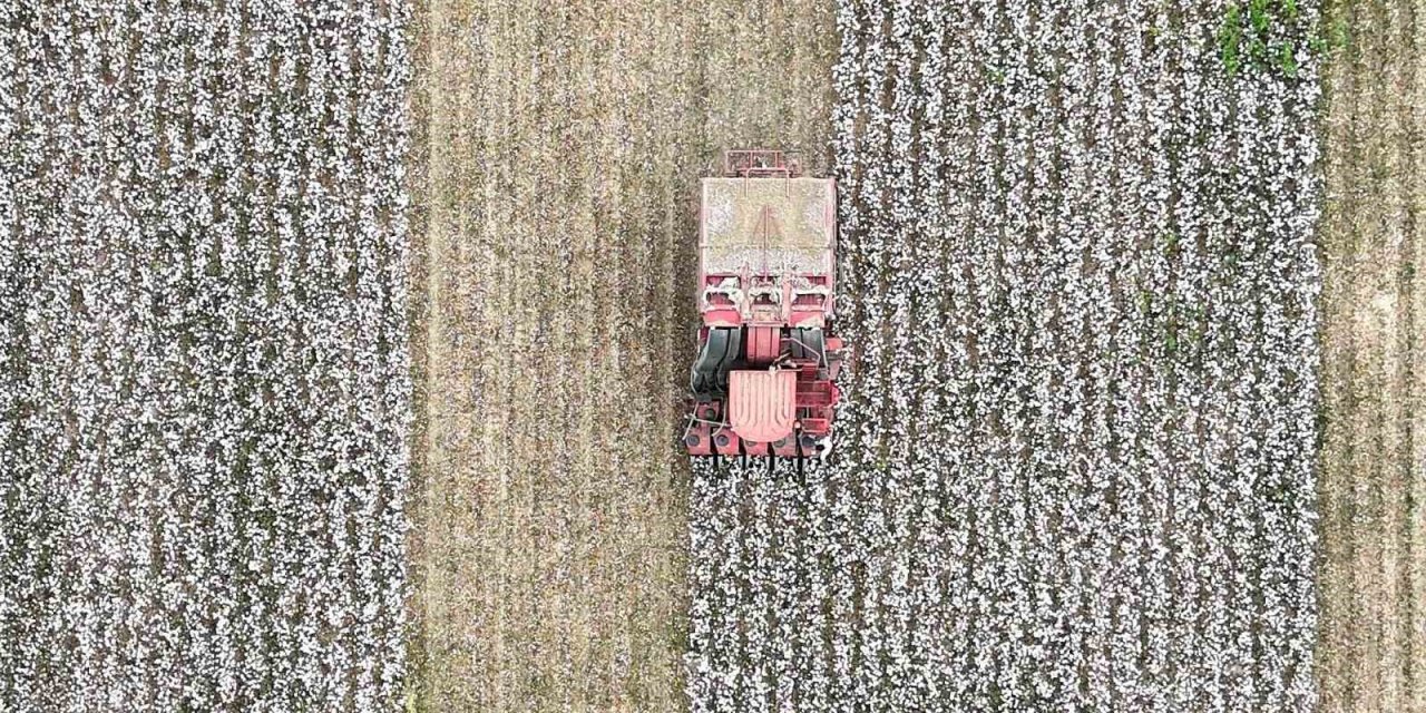 Menemenli minikler pamuk hasatı yaptı