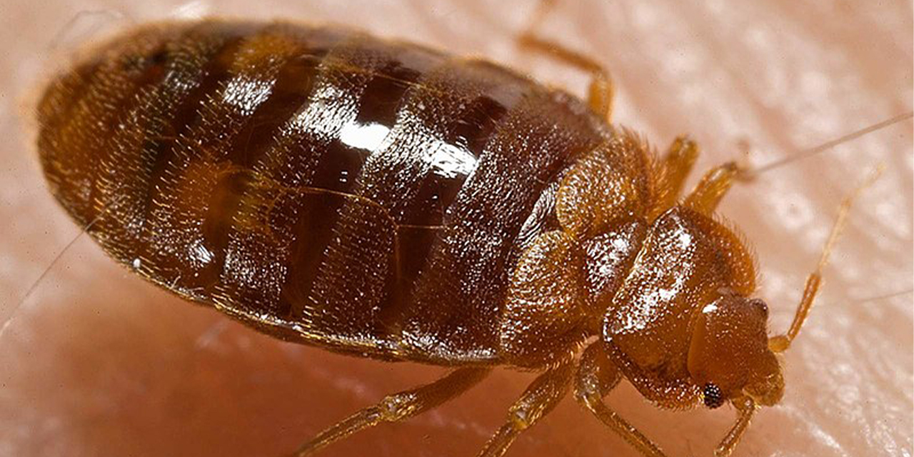 Tahtakurusu nasıl olur?