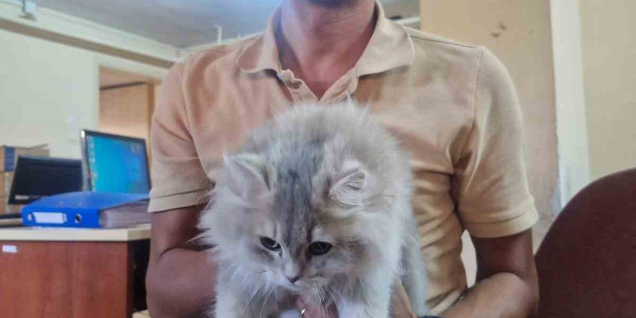 Söke İlçe Tarım ve Orman Müdürlüğü’nden sahipli hayvanlar için çip ve aşılama çağrısı