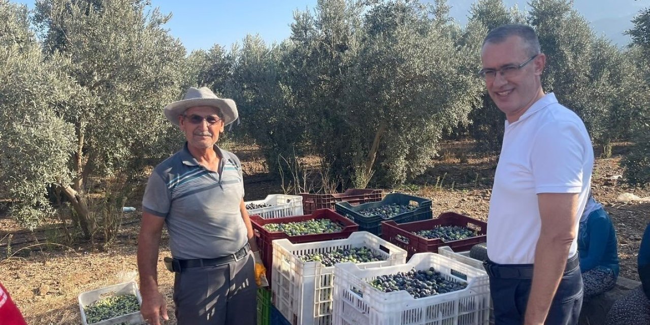 Kaymakam Ertaş, zeytin hasadına katıldı