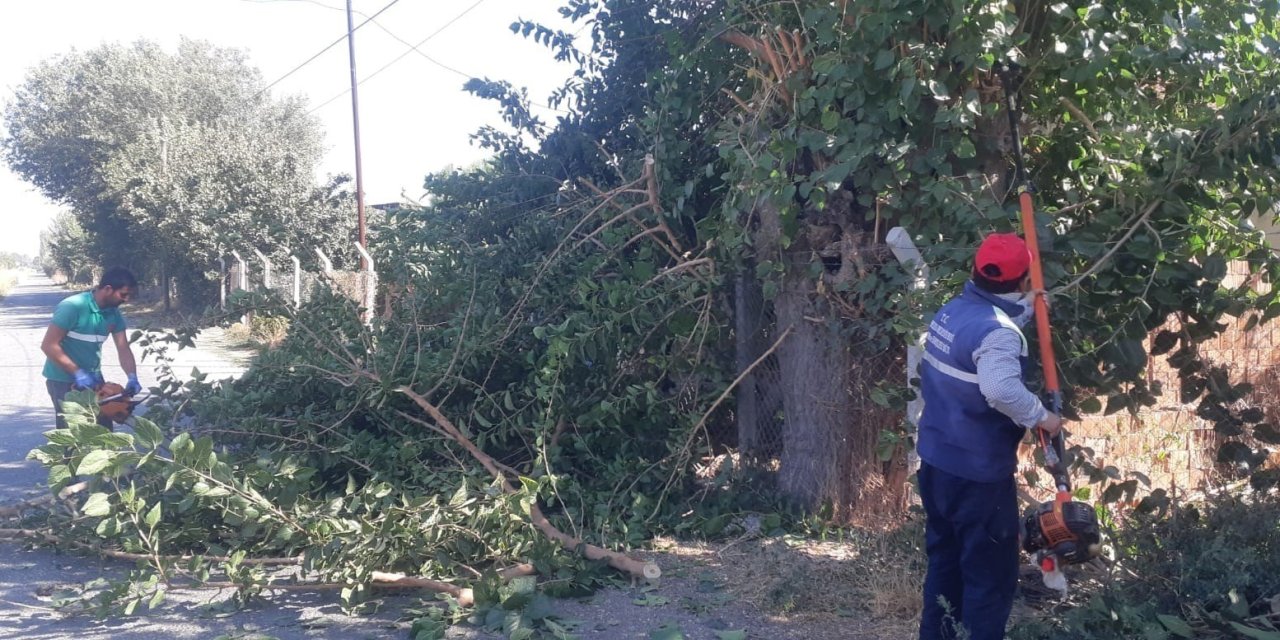 Efeler’de ağaç budama çalışmaları sürüyor