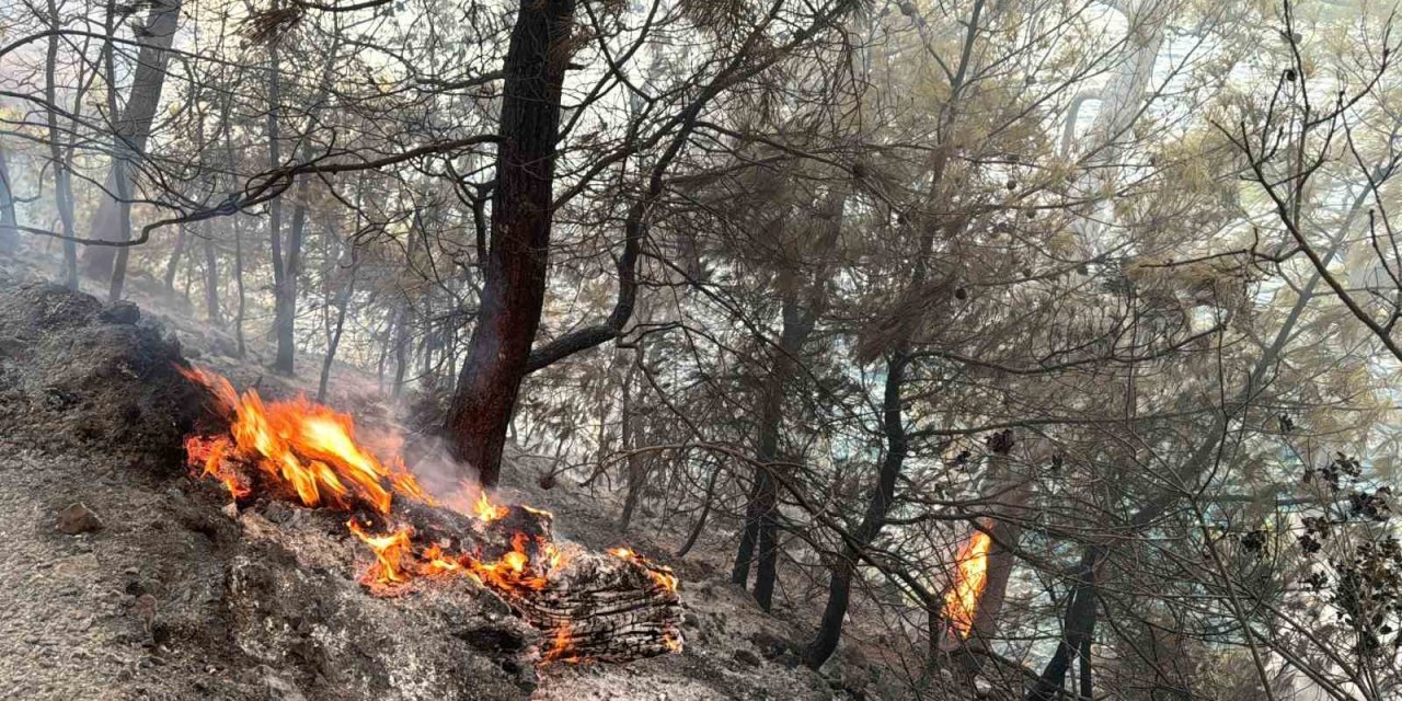 Muğla Gökova Körfezi’nde orman yangını