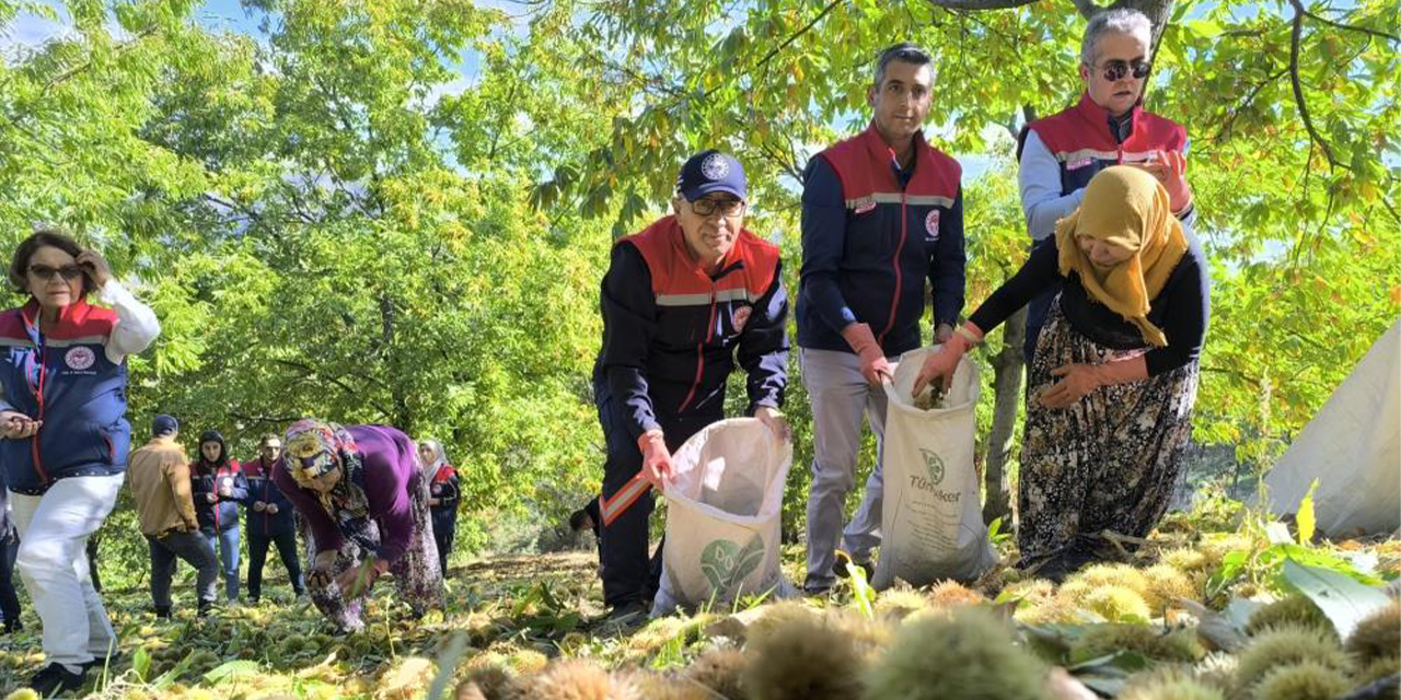 Aydın İl Tarım Müdürü Altıntaş: "Aydın kestane üretiminde birinci sırada yer alıyor"