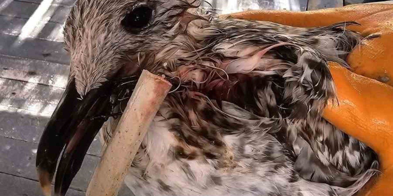 Ağzına misina dolanan kuş kurtarıldı