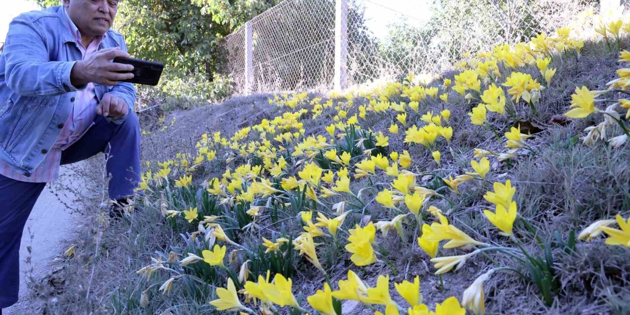 Karabağlar Yaylası’ndan göçün işareti: Göç Göç Çiçeği