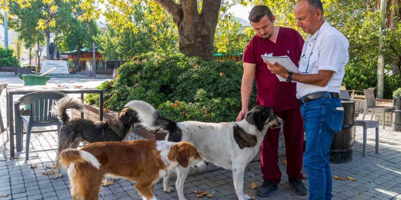 İzmir’de sahipsiz köpeklerin sayımı başladı