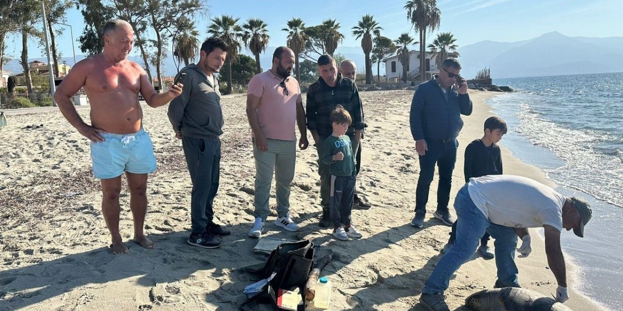 Kuşadası’nda 2 deniz kaplumbağası ölü olarak karaya vurdu