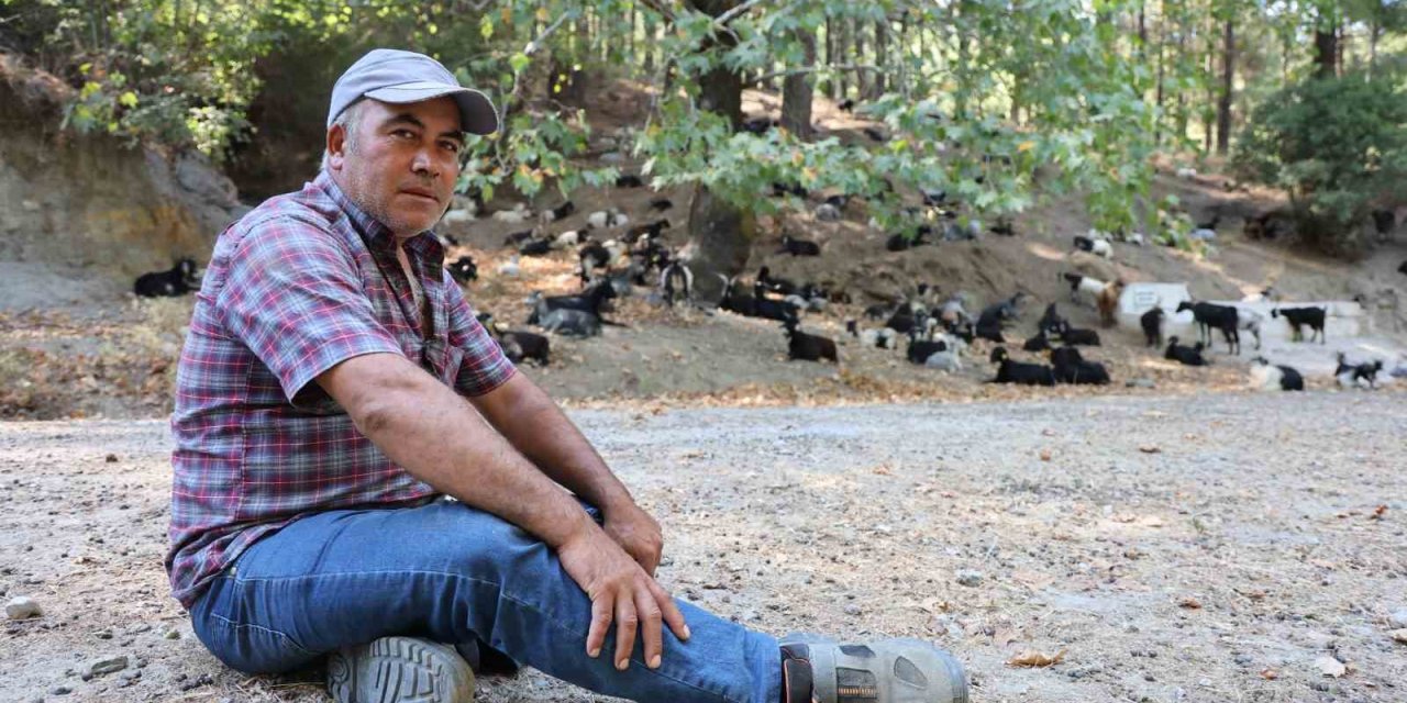 Kurtlar, keçi çobanlarının en büyük kabusu oldu