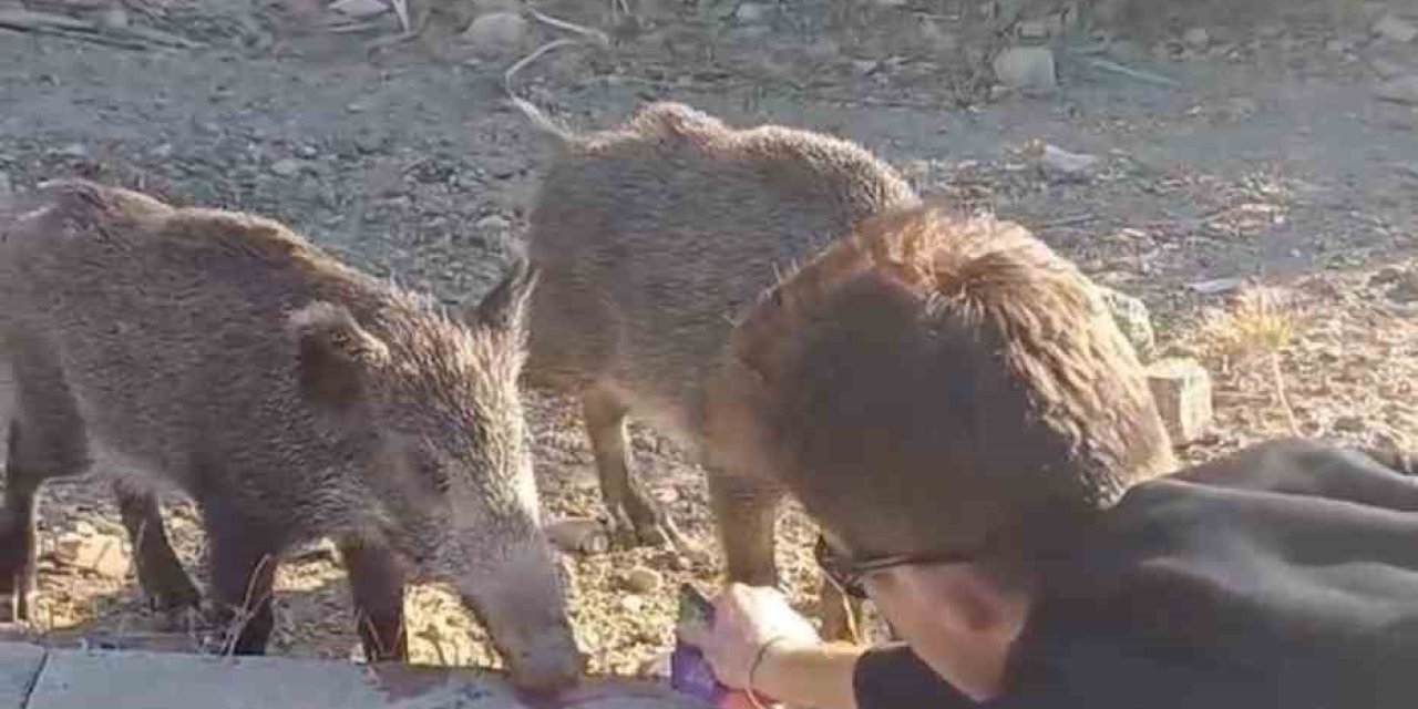 Bodrum’da aç kalan domuzları elleriyle beslediler