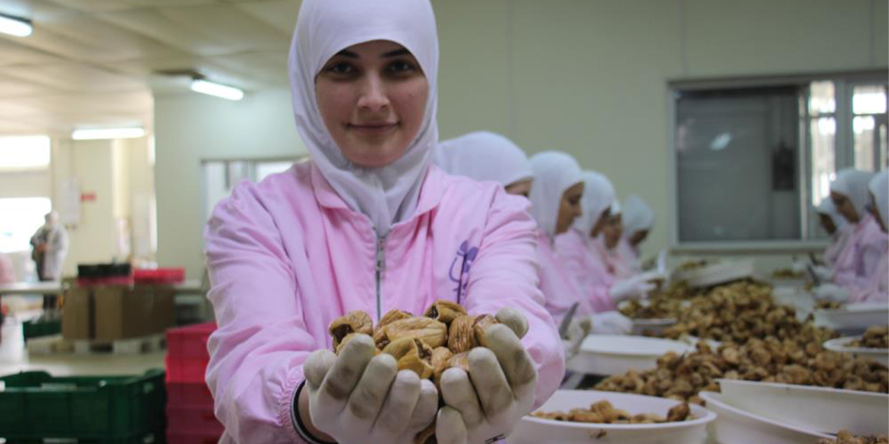 Aydın’ın kuru inciri 100’den fazla ülkede ağızları tatlandırıyor