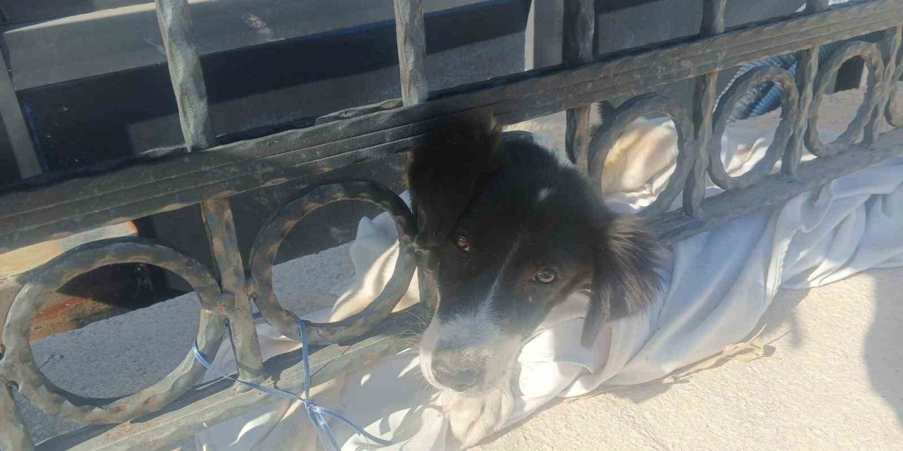 Kafası demir parmaklıklara sıkışan köpek itfaiye tarafından kurtarıldı