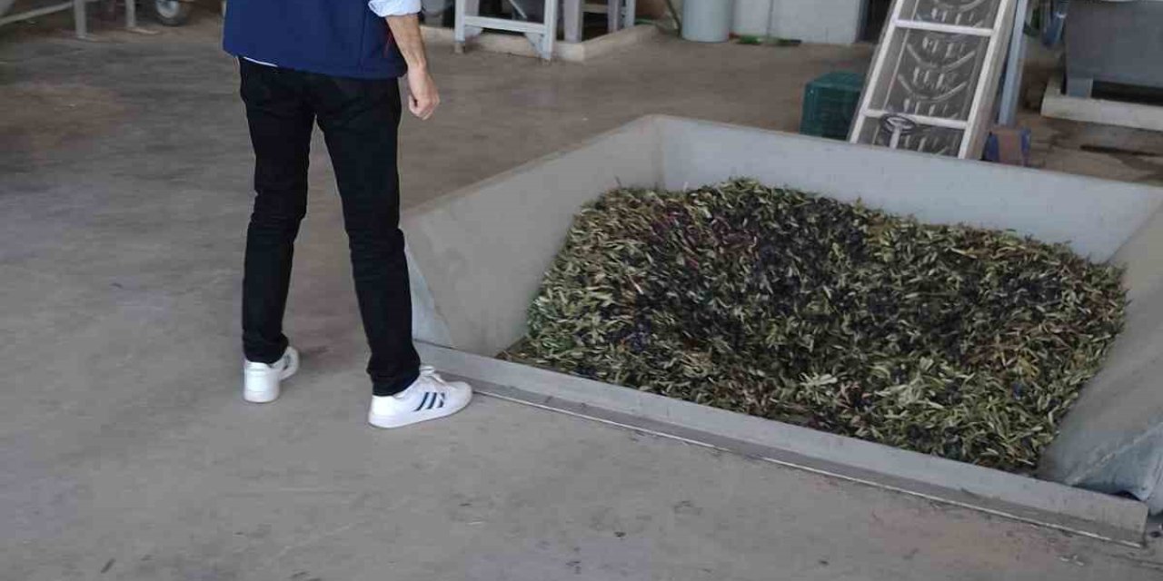 Didim’de zeytin işletmeleri denetlendi