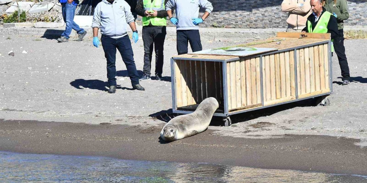 Tedavisi tamamlanan Akdeniz foku mavi sularla buluştu