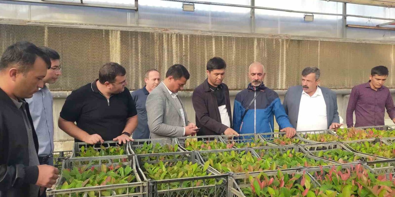 Özbek öğrencilere Ödemiş’te meyve fidancılığı eğitimi