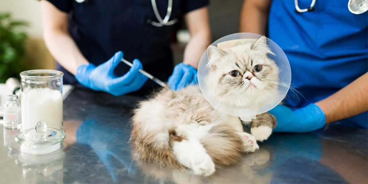 İzmir’de modern veteriner hizmetleri