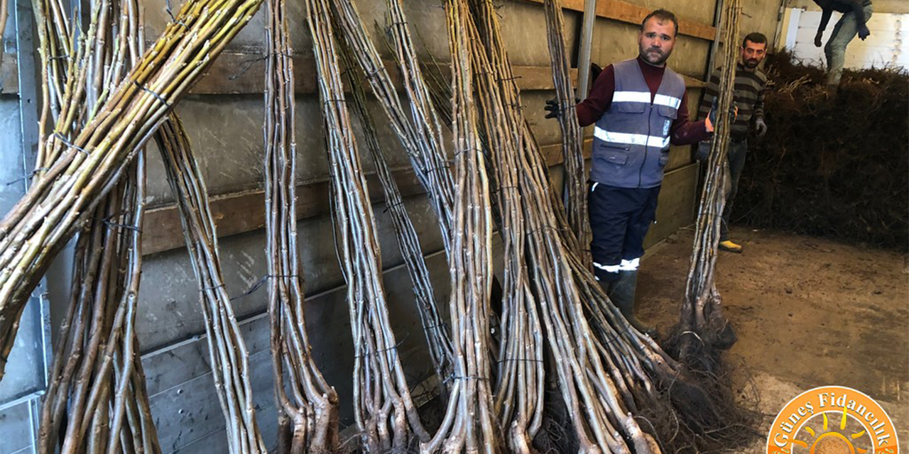 Chandler ceviz fidanı nedir ve neden bu kadar tercih ediliyor?