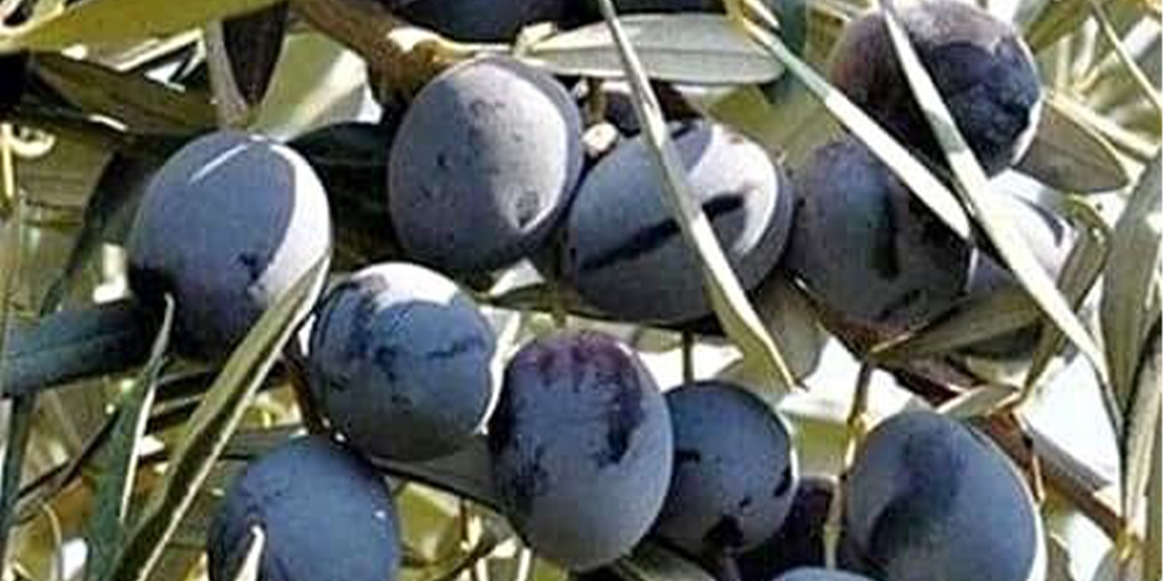 Denizli Milletvekili Ün zeytin üreticisinin sorunlarına dikkat çekti