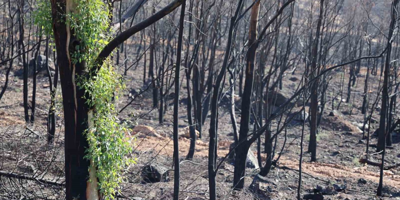 Büyük yangından sonra dikkat çeken görüntü: Doğa kendini yeniliyor