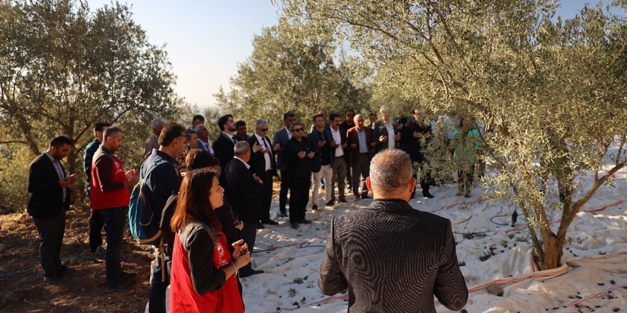 Kavaklıdere’de zeytin hasat sezonu Hillerima Antik Kenti’nde dualarla başladı