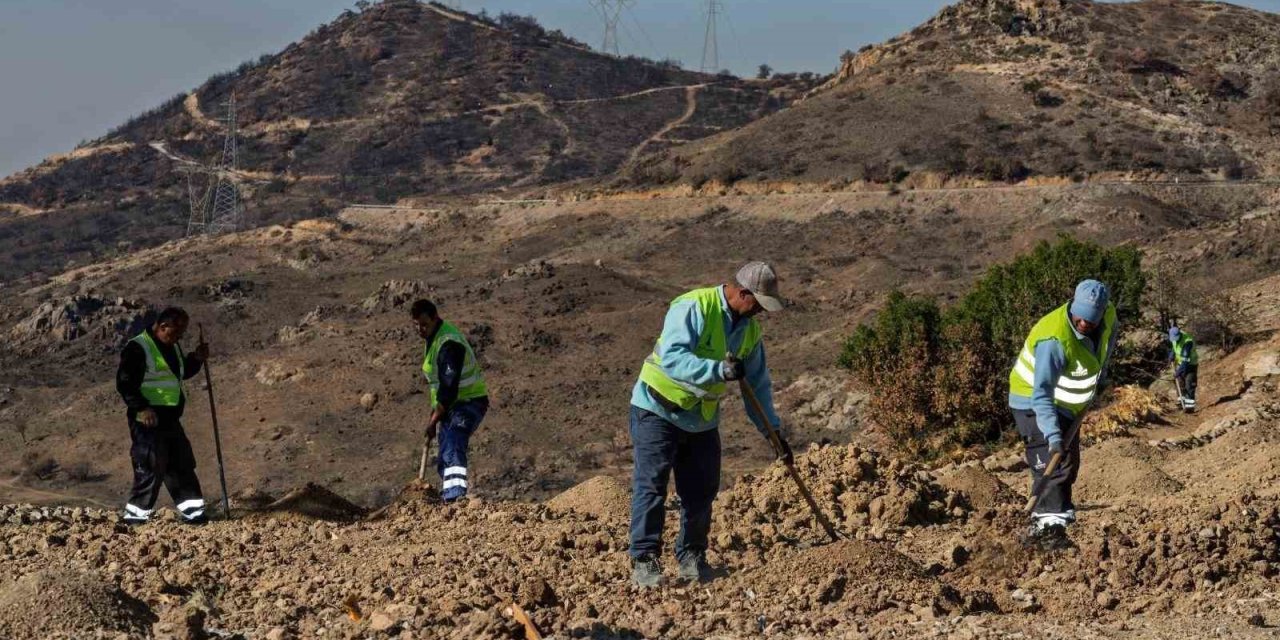 Yanan araziler bal ormanıyla küllerinden doğuyor