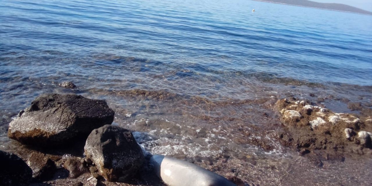 Kuyruğundan yaralanmış fok ölü halde kıyıya vurdu