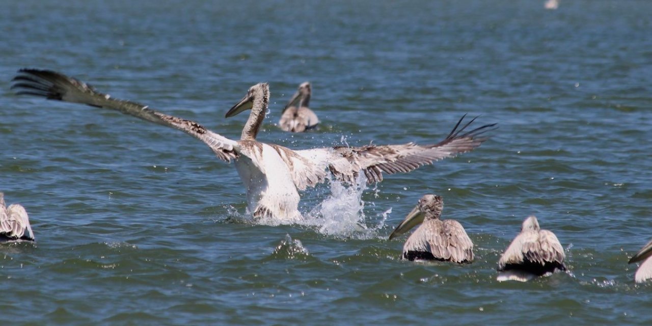EKODOS Azap Gölü’nün şansı, tepeli pelikanlara dikkat çekti