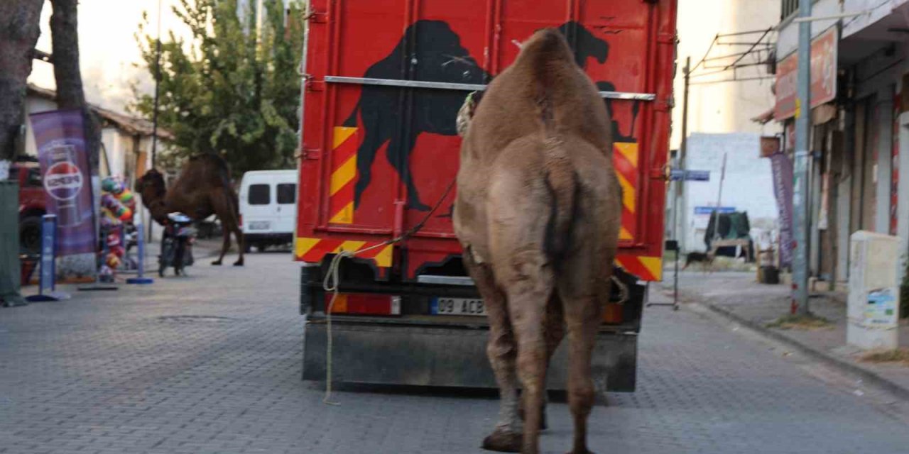 Küresel ısınma develerin de dengesini bozdu