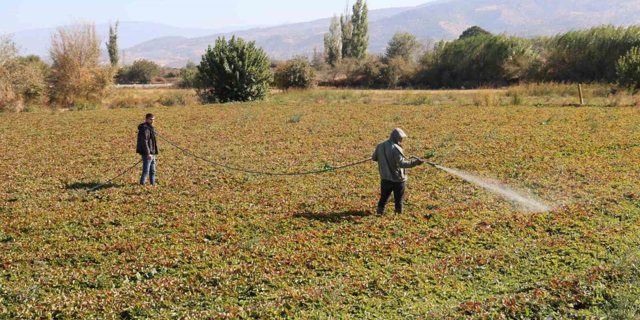 Ege’de yaz bitmeyince çiftçiler tarım zararlıları ile kışın da mücadele ediyor