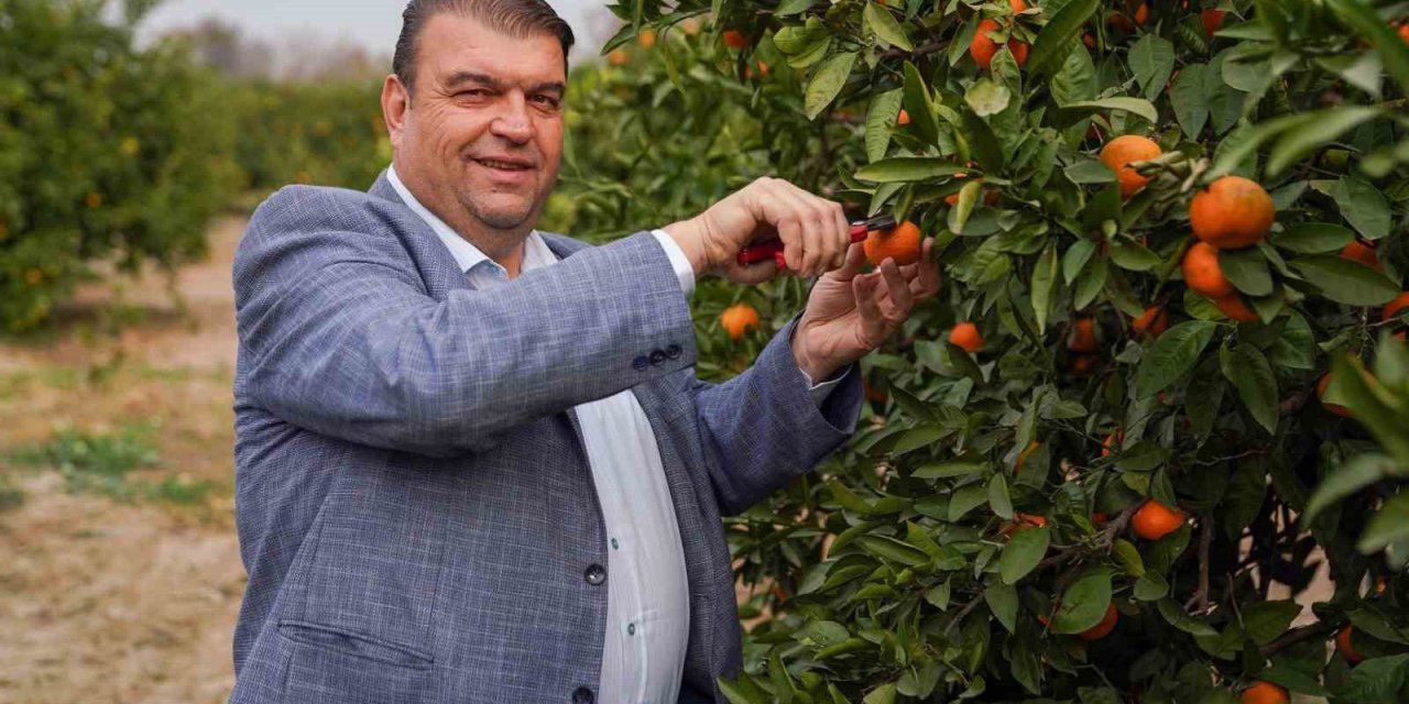 Seferihisar’da Mandalina Şenliği heyacanı