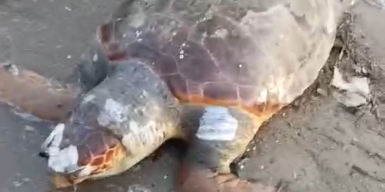 Urla’da sahilde ölü deniz kaplumbağası bulundu