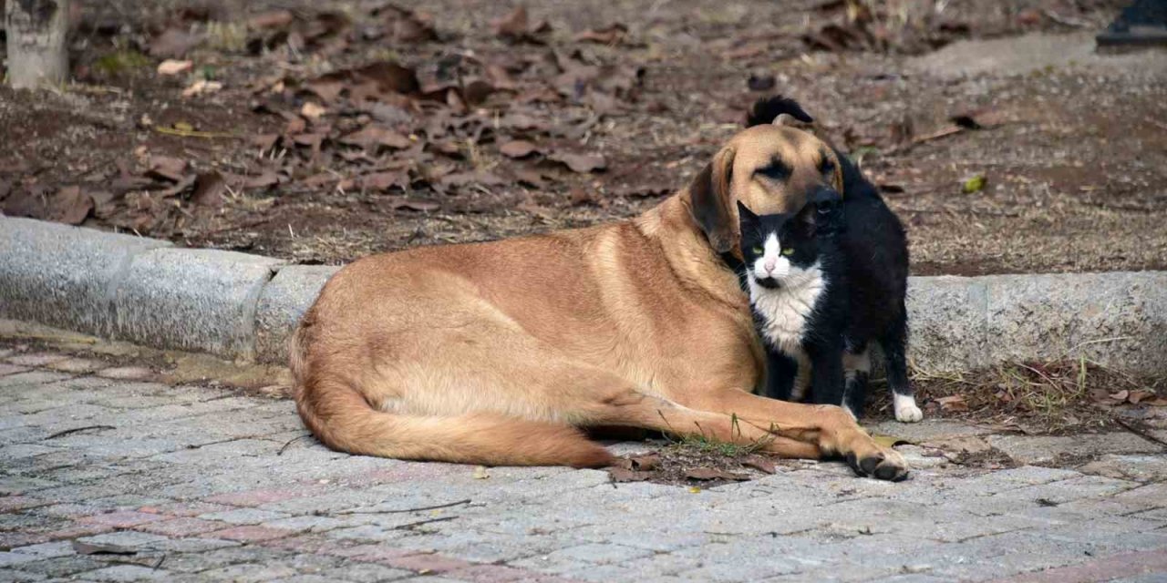 Bilginin sevgiyle bütünleştiği Muğla Sıtkı Koçman Üniversitesinden iç ısıtan fotoğraf