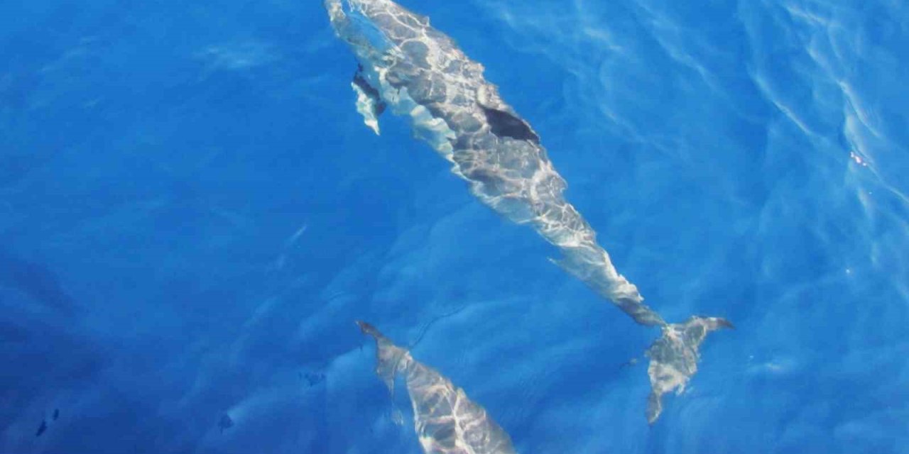 Deniz yüzeyinde tırtak türü yunus bulundu