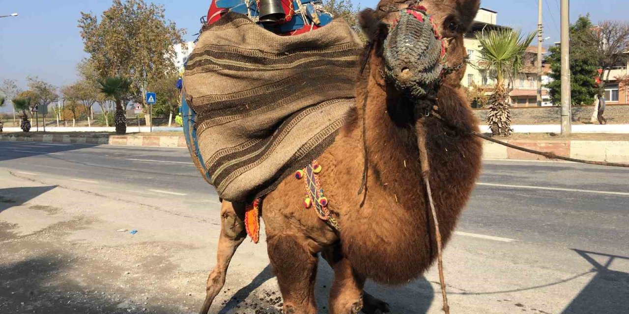 Güreşler için her gün 10 kilometre yürütülüyor