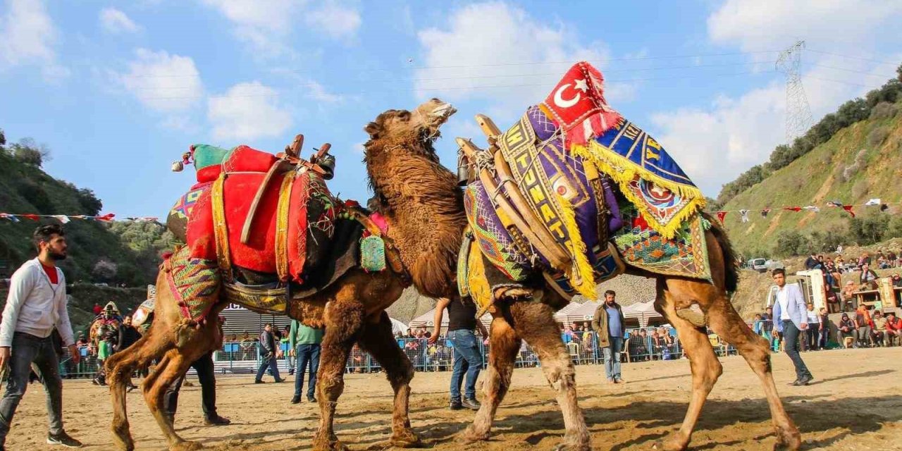 Kuyucak’ta deve güreşi şenlikleri yapılacak