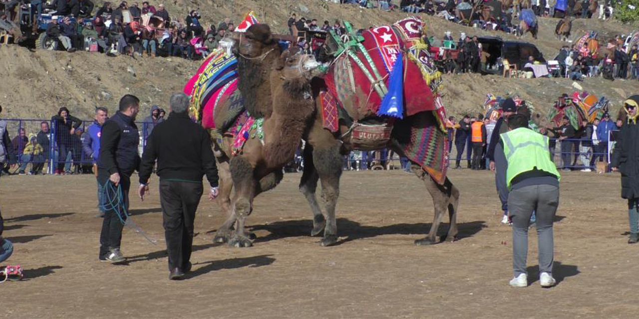 Kuyucak’ta pehlivan develer şampiyonluk için güreşti