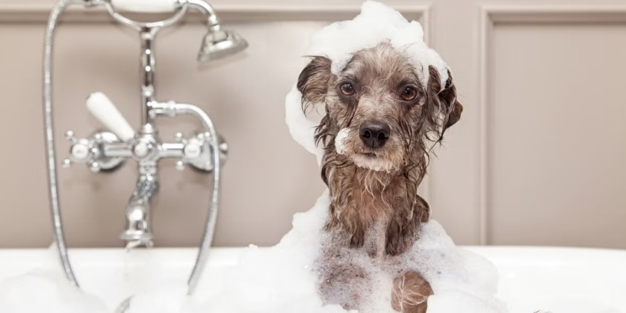 Köpek yıkama küveti nedir - nereden alınır