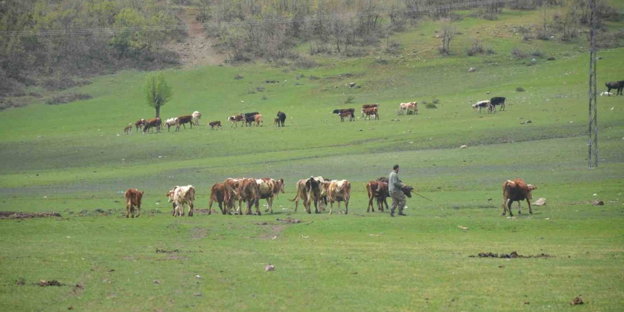 Aydın’da üreticilere hibe yem bitkisi tohumu dağıtılacak
