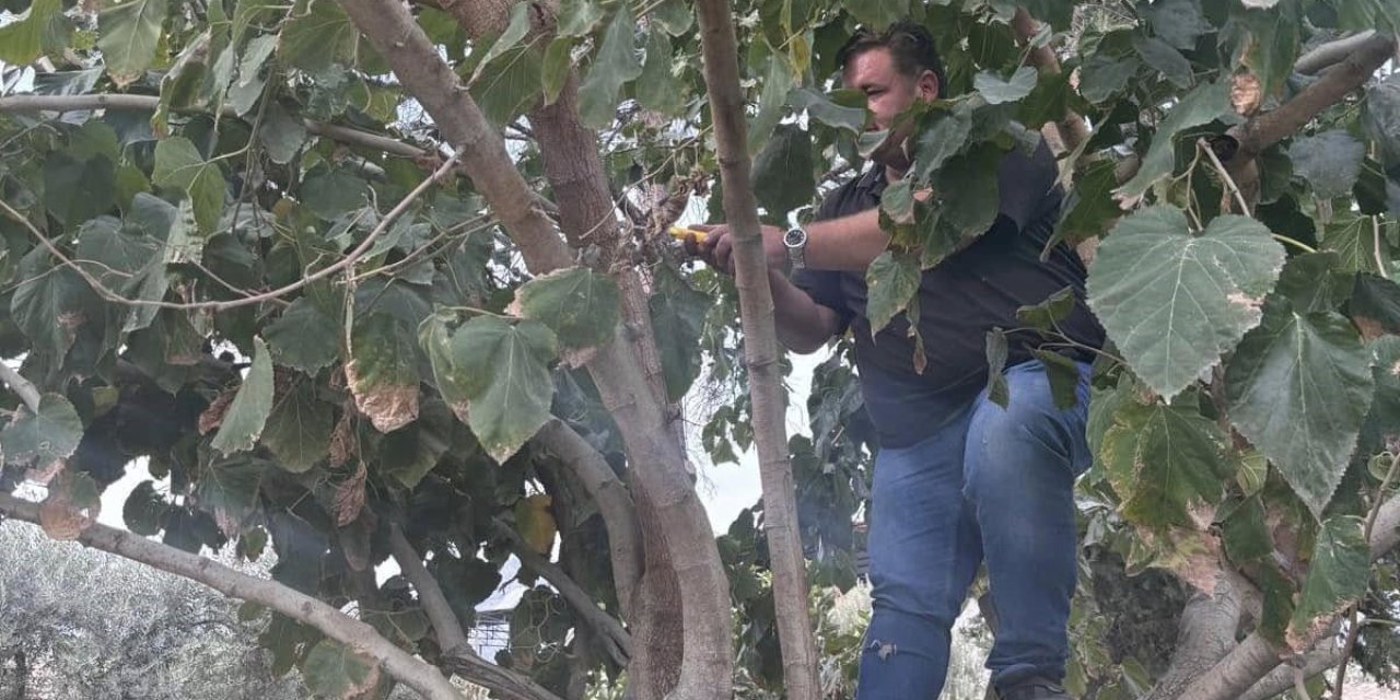Buharkent’te ağaçlara kış bakımı