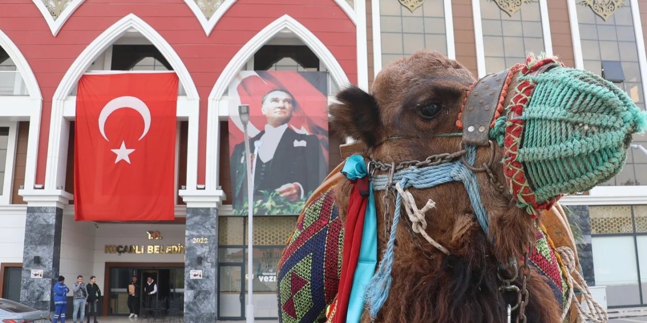 Koçarlı’da deve güreşi hazırlıkları tamamlandı