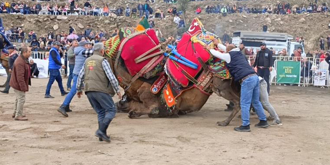 Koçarlı’da develer arenaya indi