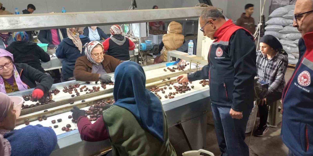 Kestanenin Aydın’dan ihracat yolculuğu başlıyor