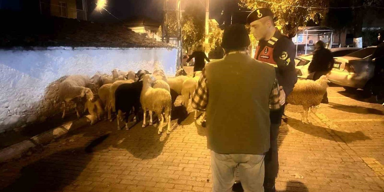 Kayıp koyunları jandarma dere yatağında buldu