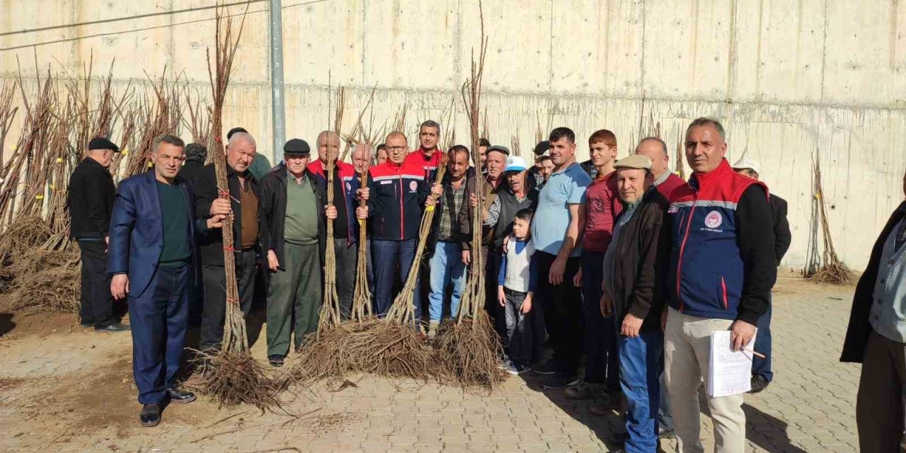 Aydın’da üreticilere kestane fidanı dağıtılıyor
