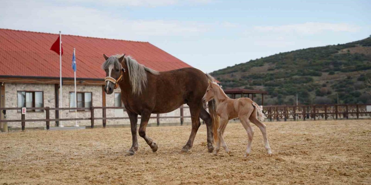 Alia Park’ın ilk tayı dünyaya geldi