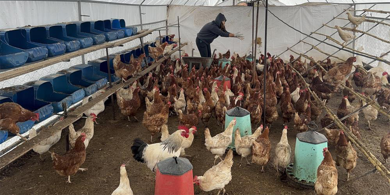 Sokak köpeklerinin saldırısı: Binlerce tavuk telef oldu